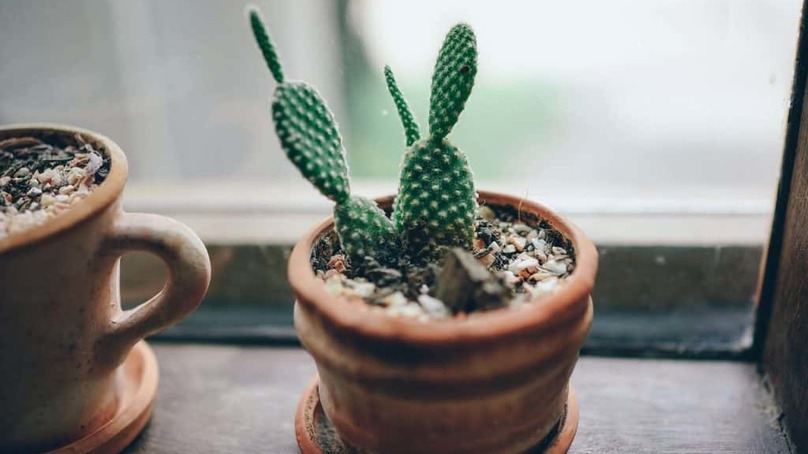 Un ambiente tutto green per aumentare la produttività: ecco le piante giuste