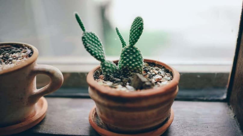 Un ambiente tutto green per aumentare la produttività: ecco le piante giuste