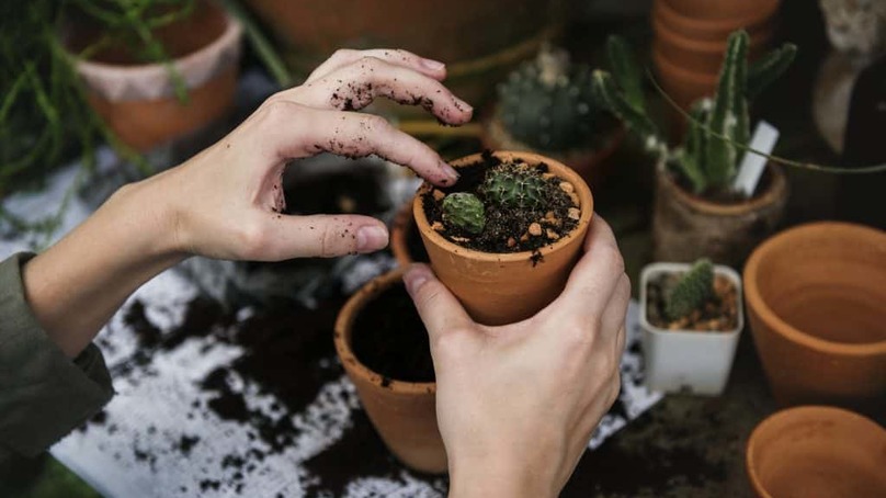 Verde in ufficio: le piante aumentano la produttività sul lavoro