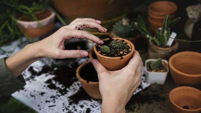 Verde in ufficio: le piante aumentano la produttività sul lavoro