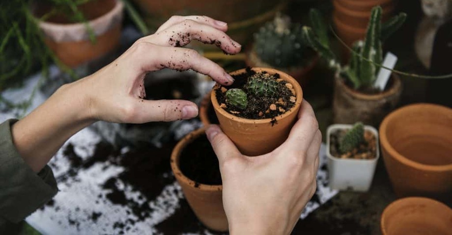 Verde in ufficio: le piante aumentano la produttività sul lavoro